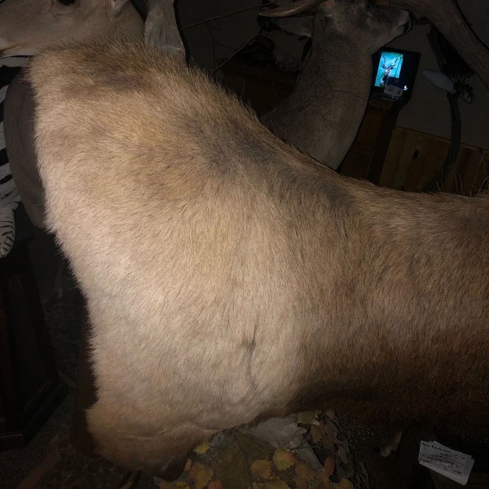 Elk mount